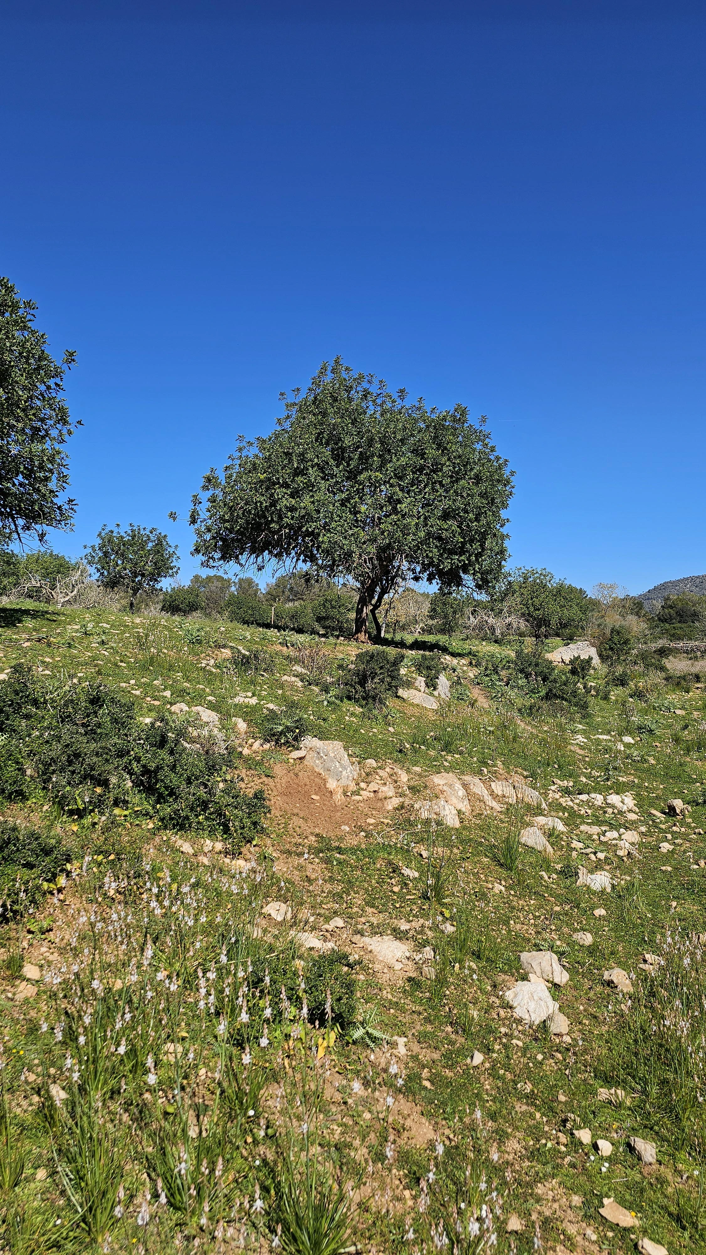 VILLA SON SONYAT - Detalle 24